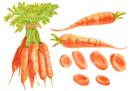 Set of bunch ripe carrots. Watercolor bright hand-drawn illustration isolated on the white Illustration for magazine or recipe book, poster and card design, menu cover, healthy eating