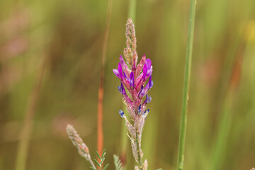 flowers in the field