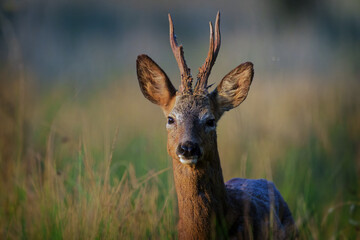Roe Deer Body