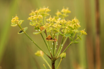 yellow flowers on green background