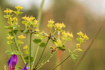 yellow flowers in the garden