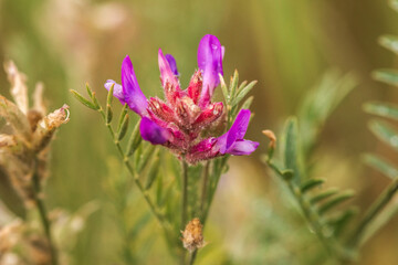 flowers in the field
