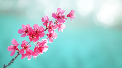 Blossoming beauty A vibrant cherry blossom branch signals the arrival of springtime renewal with a