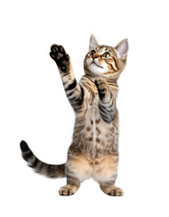 Playful Tabby Kitten: A charming tabby kitten stands upright, reaching playfully with its paw, radiating innocence and curiosity.