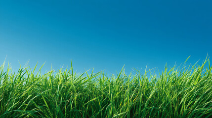 Obraz premium Lush green grass under a clear blue sky on a sunny day