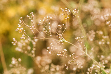 dew on the grass