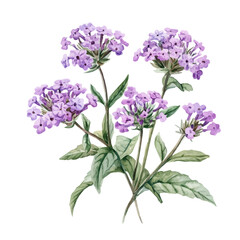 Fototapeta premium watercolor vector of A Verbena Plant, isolated on a white background.
