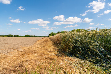 Mid-season cereal field next to cultivated agricultural land