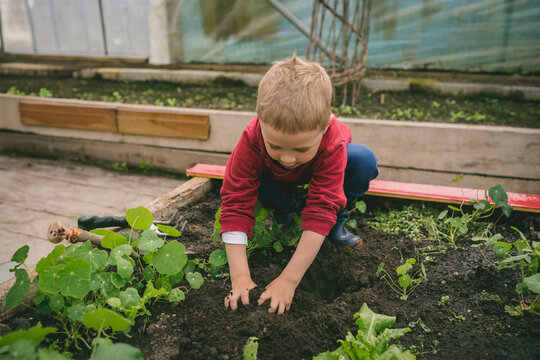 Male child wearing rubber boots kneeling and digging soil in greenhouse raised bed with seedlings