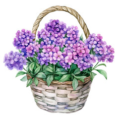 A Verbena Flower Basket, watercolor illustration vector, isolated on a white background.