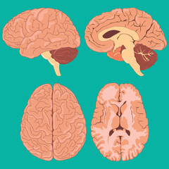 Anatomical illustration of human brain with multiple perspective views