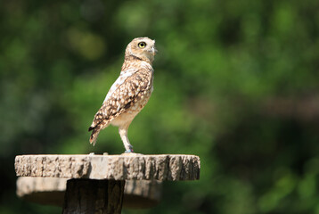 Little Owl (Athene noctua), standing looking alert with a natural out of focus tree background