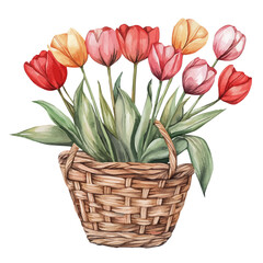 watercolor of A Tulip Flower Basket, vector, isolated on a white background.