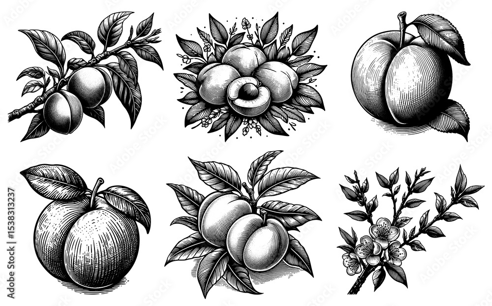 Poster peach set collection bundle sketch engraving generative ai png illustration. scratch board imitation