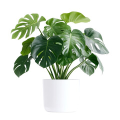 monstera plant in white platic pot isolated on white or transparent background