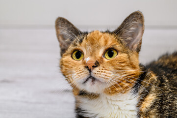 Cute sweet kitten looking up, pet furry cats