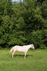horse grazing in the pasture