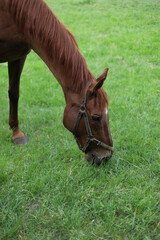 brown horse on the lawn in the grass, grazing