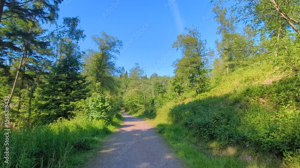 Poster ultra wide view of forest path with camera tilting slowly upwards towards blue sky with various type