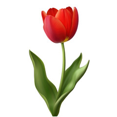 red tulip isolated on white or transparent background