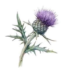 A Thistle Stem, watercolor illustration vector, isolated on a white background.