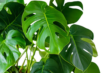 Lush monstera leaves in bright light highlighting natural texture and greenery vibes isolated png