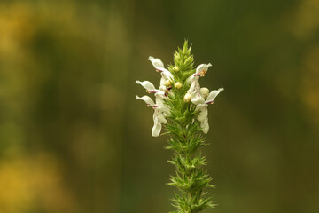  flowers in the garden