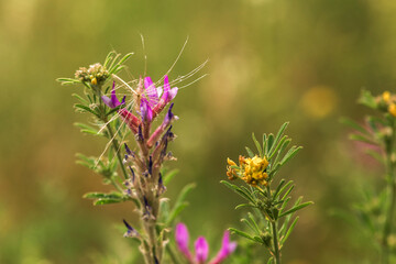  flowers in the garden