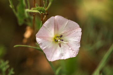  flowers in the garden