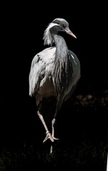 Demoiselle Crane in black background