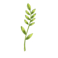 Single green plant stem with fresh leaves. Isolated botanical element, ideal for ecodesign, packaging or educational materials.