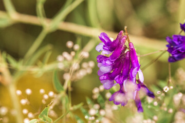  flowers in the garden