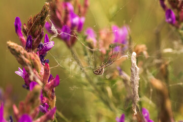 spider on a web