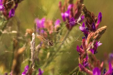 spider on a web