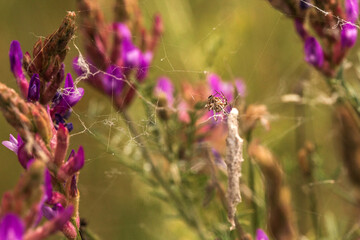 spider on a web