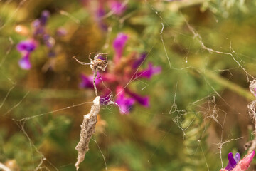 spider on a web