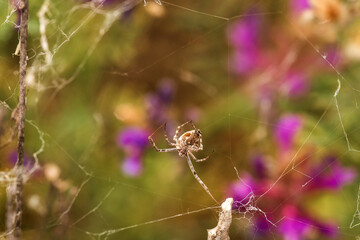 spider on a web