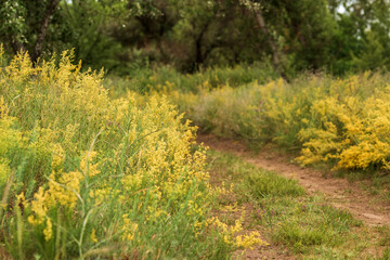  flowers in the garden