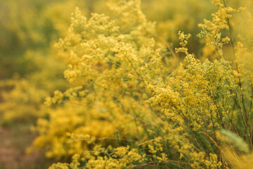  flowers in the garden