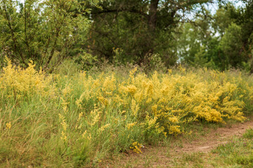  flowers in the garden
