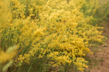  flowers in the garden