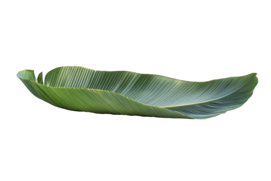 Elegant green banana leaf on isolated png background featuring minimalist natural design
