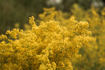  flowers in the garden