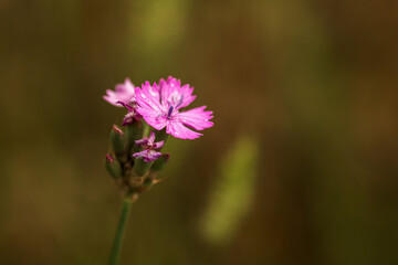 pink cosmos flower