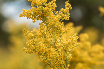  flowers in the garden