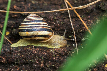 snail on a leaf