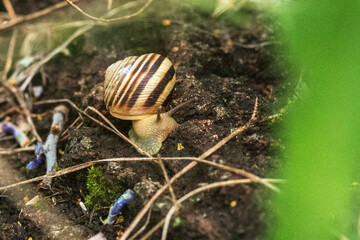 snail on a leaf