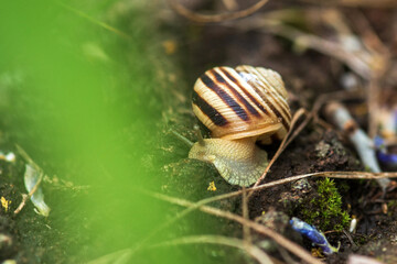 snail on a leaf
