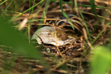 snail on a leaf