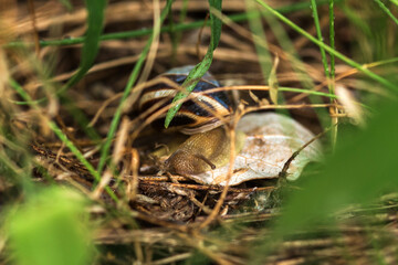 snail on a leaf